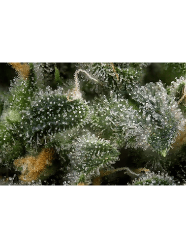 LUPA CON LUZ LED 30X Y 60X-BRANSIO 4