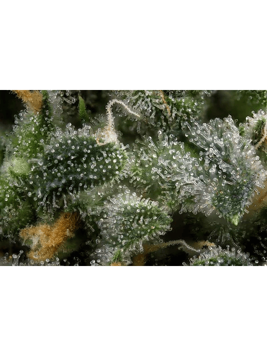 LUPA CON LUZ LED 30X Y 60X-BRANSIO 4