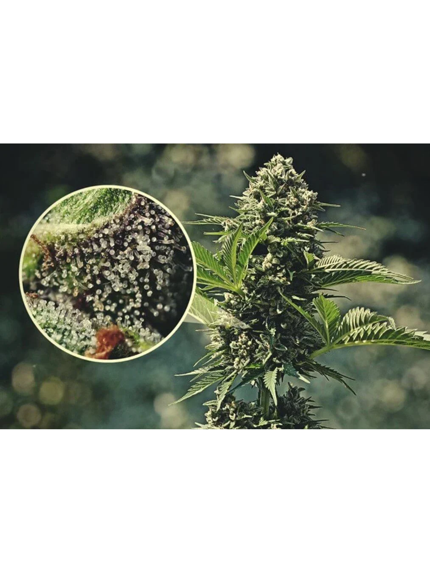 Lupa Con Luz Led 30X Y 60X-Bransio 5