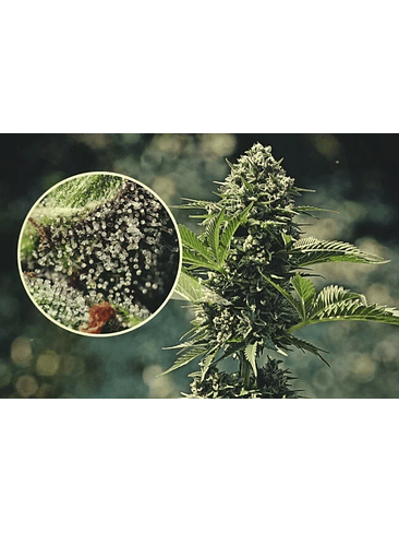 LUPA CON LUZ LED 30X Y 60X-BRANSIO 5