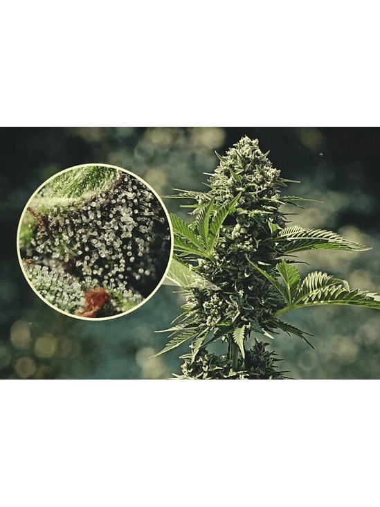 LUPA CON LUZ LED 30X Y 60X-BRANSIO 5