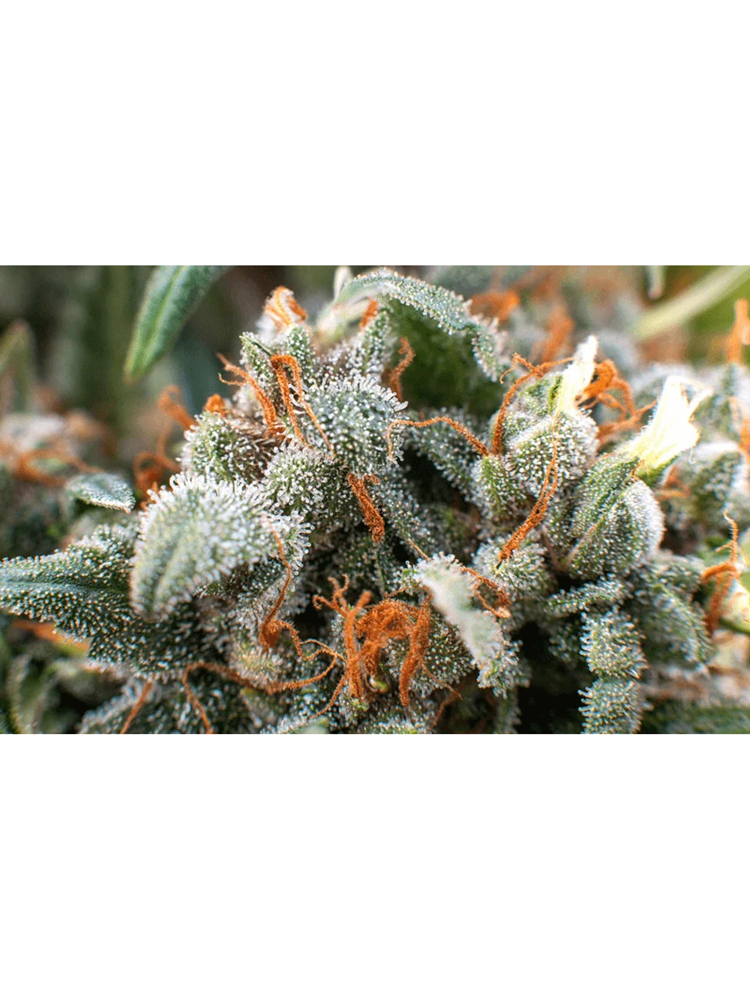 Lupa Con Luz Led 30X Y 60X-Bransio 6