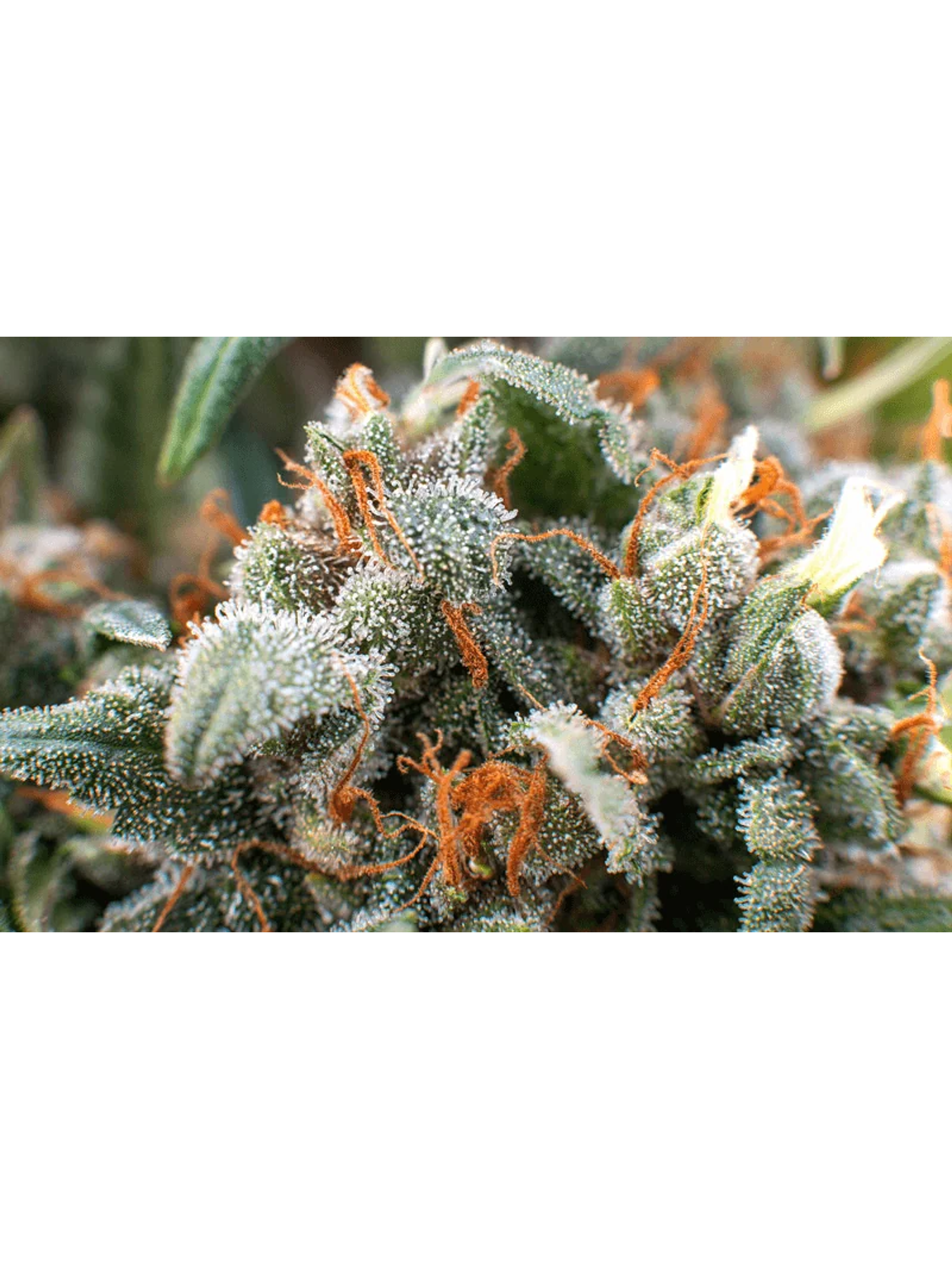 Lupa Con Luz Led 30X Y 60X-Bransio 6