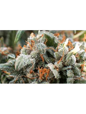 LUPA CON LUZ LED 30X Y 60X-BRANSIO 6