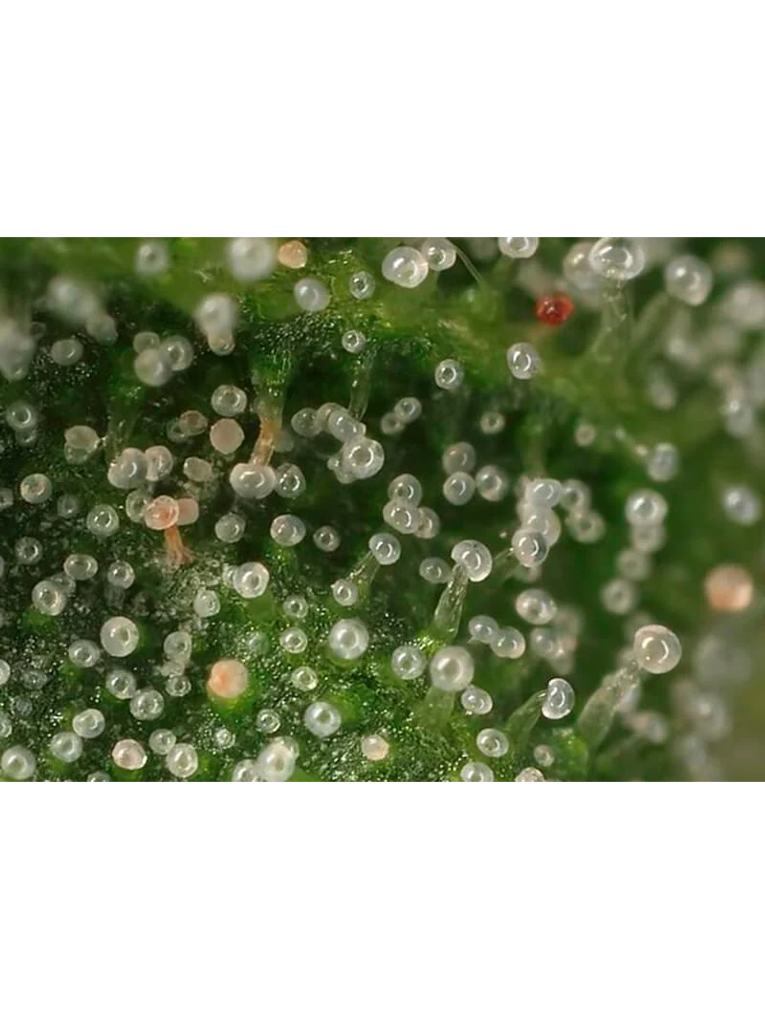 Lupa Con Luz Led 30X Y 60X-Bransio 7