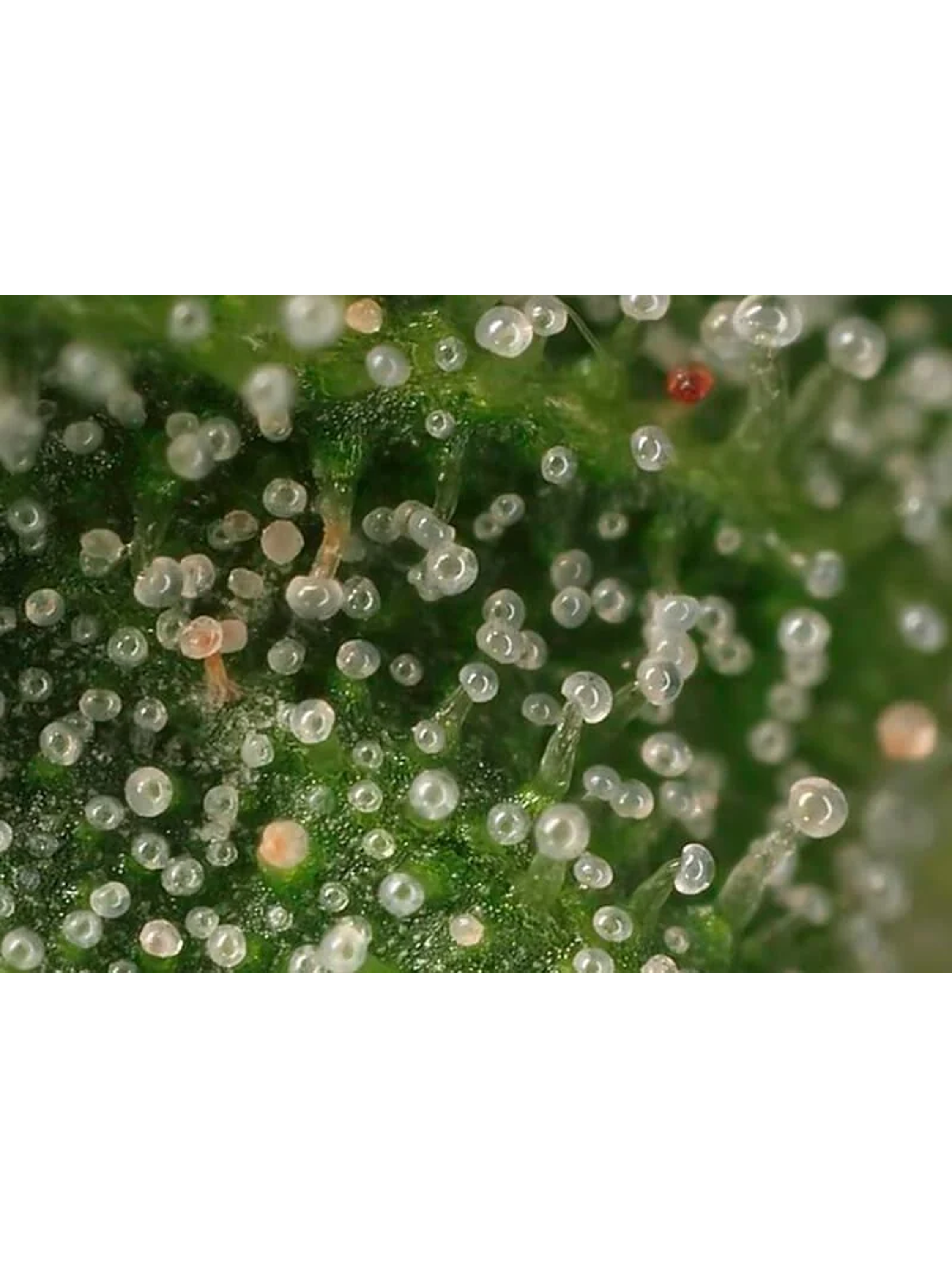 Lupa Con Luz Led 30X Y 60X-Bransio 7