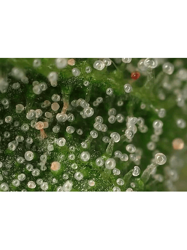 LUPA CON LUZ LED 30X Y 60X-BRANSIO 7