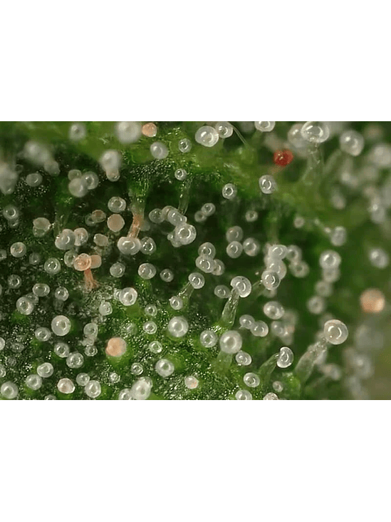 LUPA CON LUZ LED 30X Y 60X-BRANSIO 7