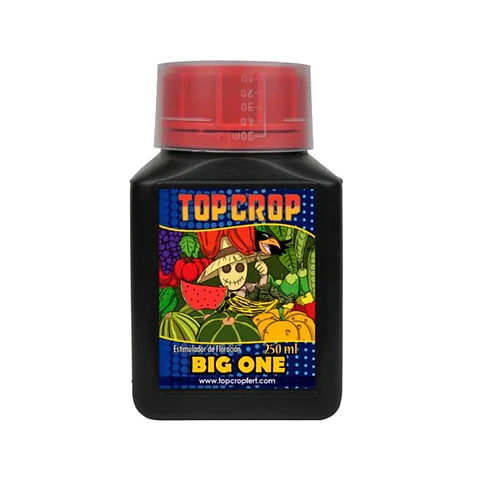 Big One -Top Crop