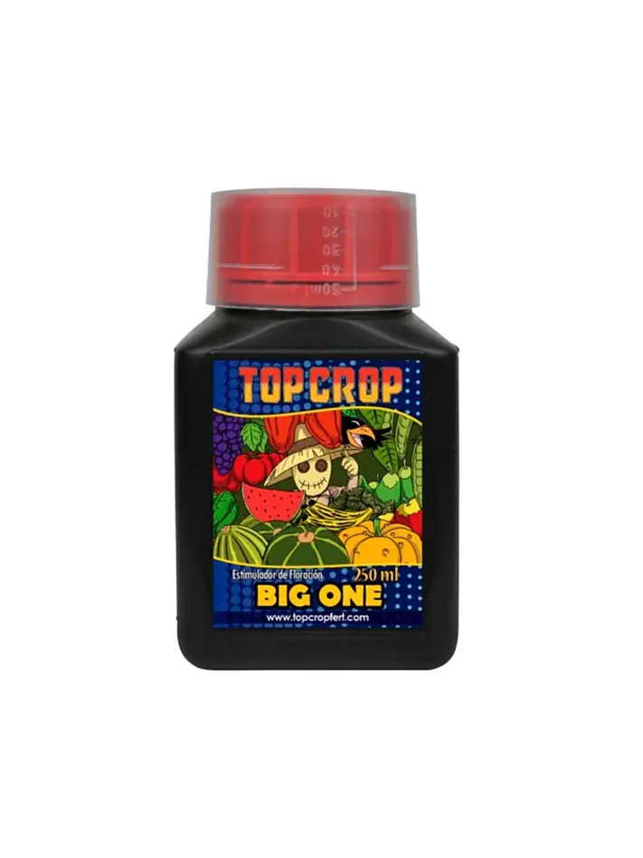 Big One -Top Crop 1