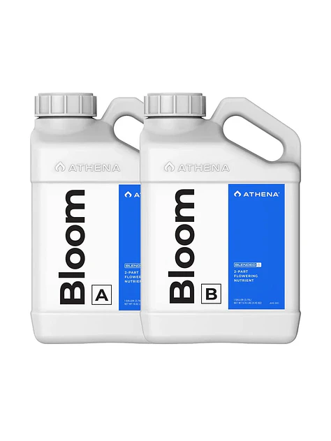 Bloom A+B -Athena 1