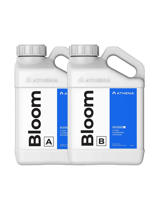 BLOOM A+B 3.75LT-ATHENA 1