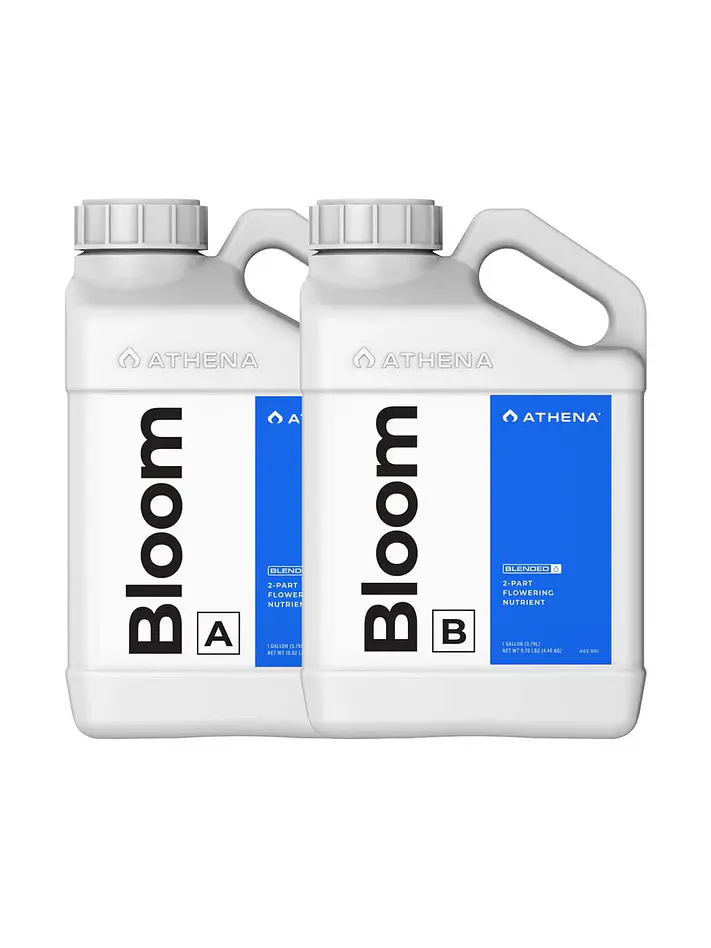 Bloom A+B -Athena 1