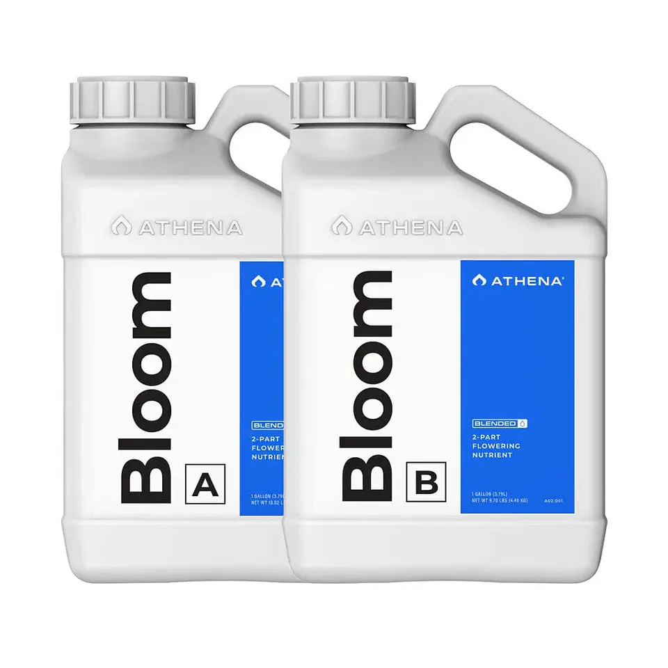 Bloom A+B -Athena 1