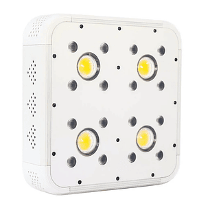 APOLLO EVOLUTION 4 127W-DELIGHT