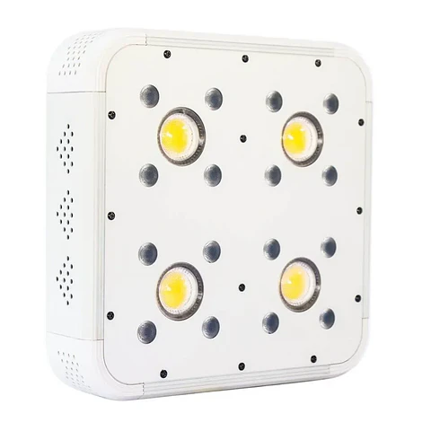 Apollo Evolution 4 127W-Delight
