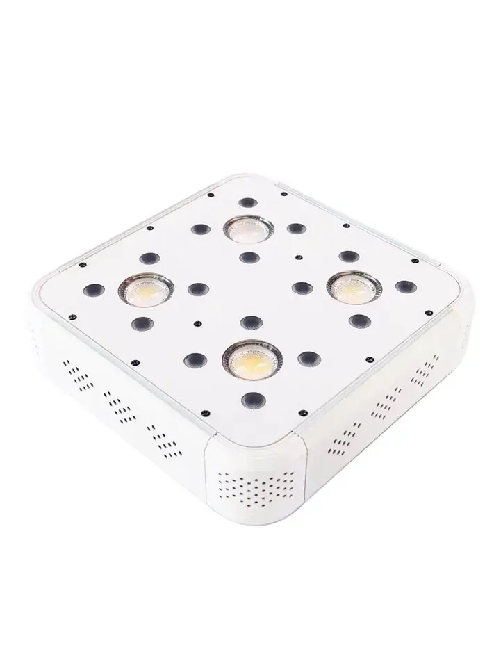 Apollo Evolution 4 127W-Delight 4