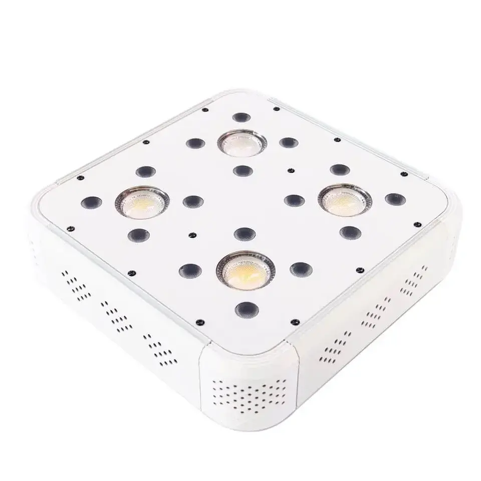 Apollo Evolution 4 127W-Delight 4
