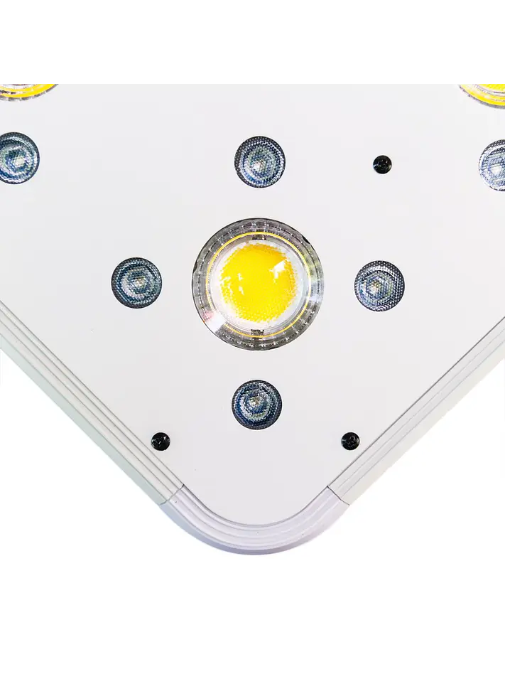 Apollo Evolution 9 280W-Delight 5