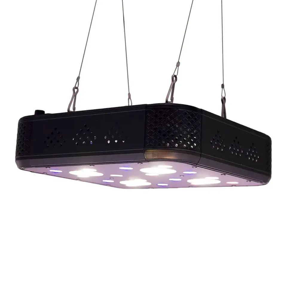 Apollo Evolution Pro 4 150W-Delight 4