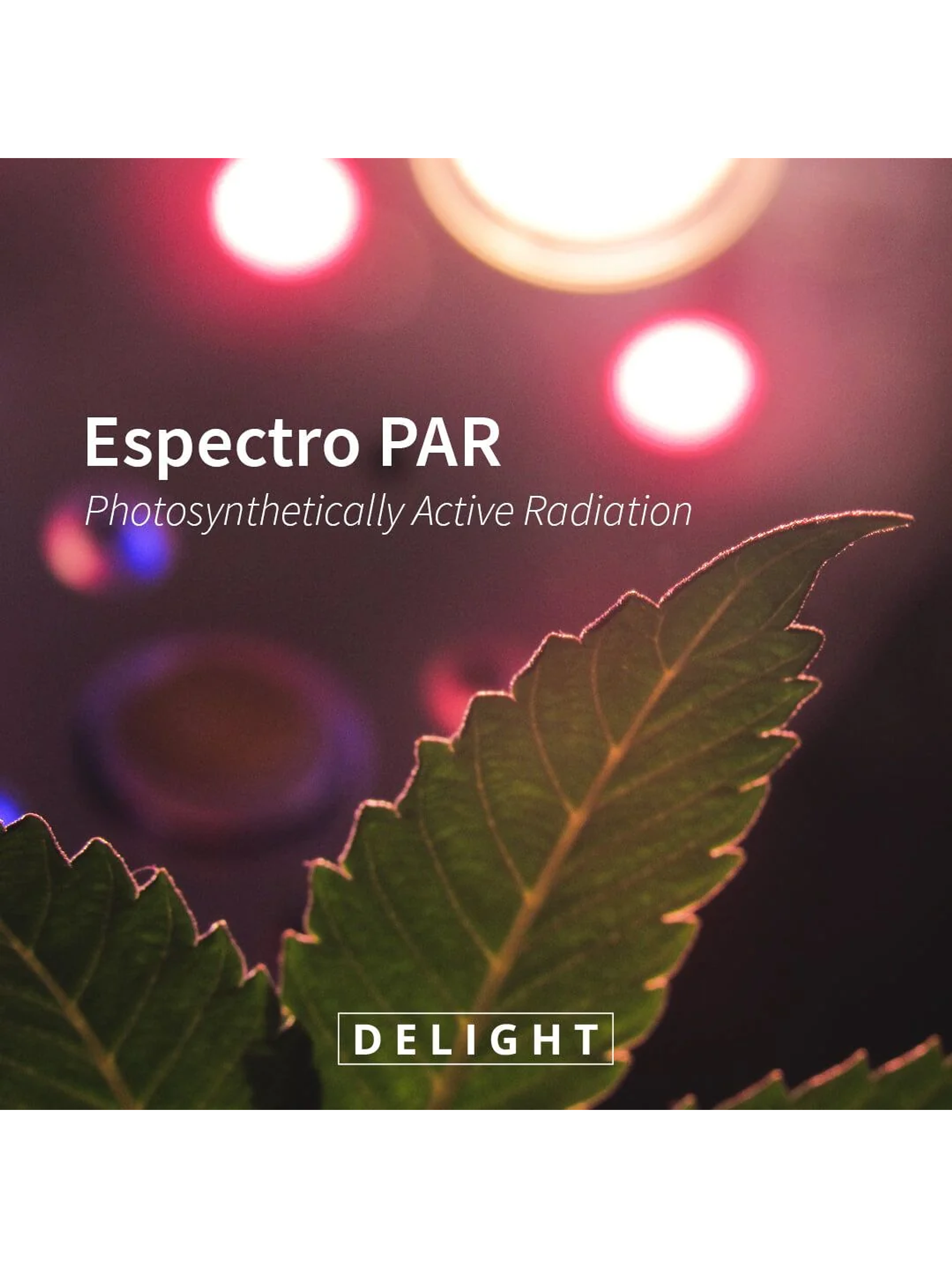 Apollo Evolution Pro 4 150W-Delight 5