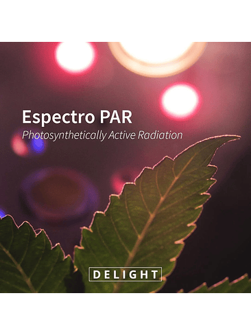 APOLLO EVOLUTION PRO 9 300W-DELIGHT 4