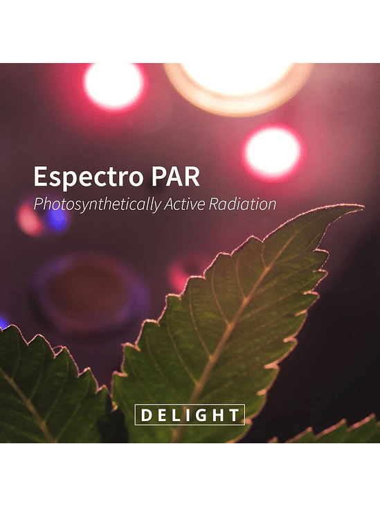 APOLLO EVOLUTION PRO 9 300W-DELIGHT 4