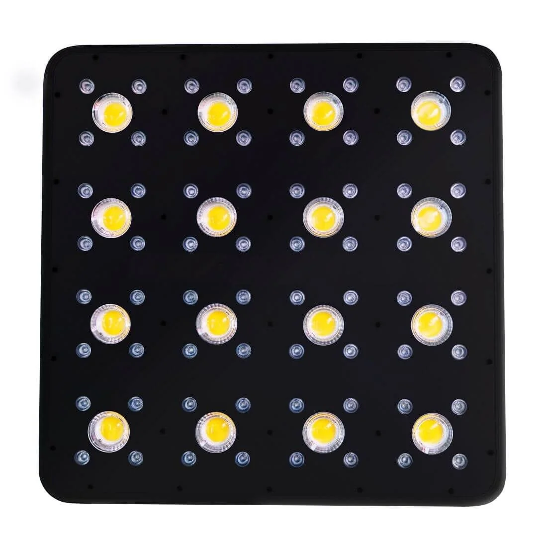 Apollo Evolution Pro 16 480W-Delight 3