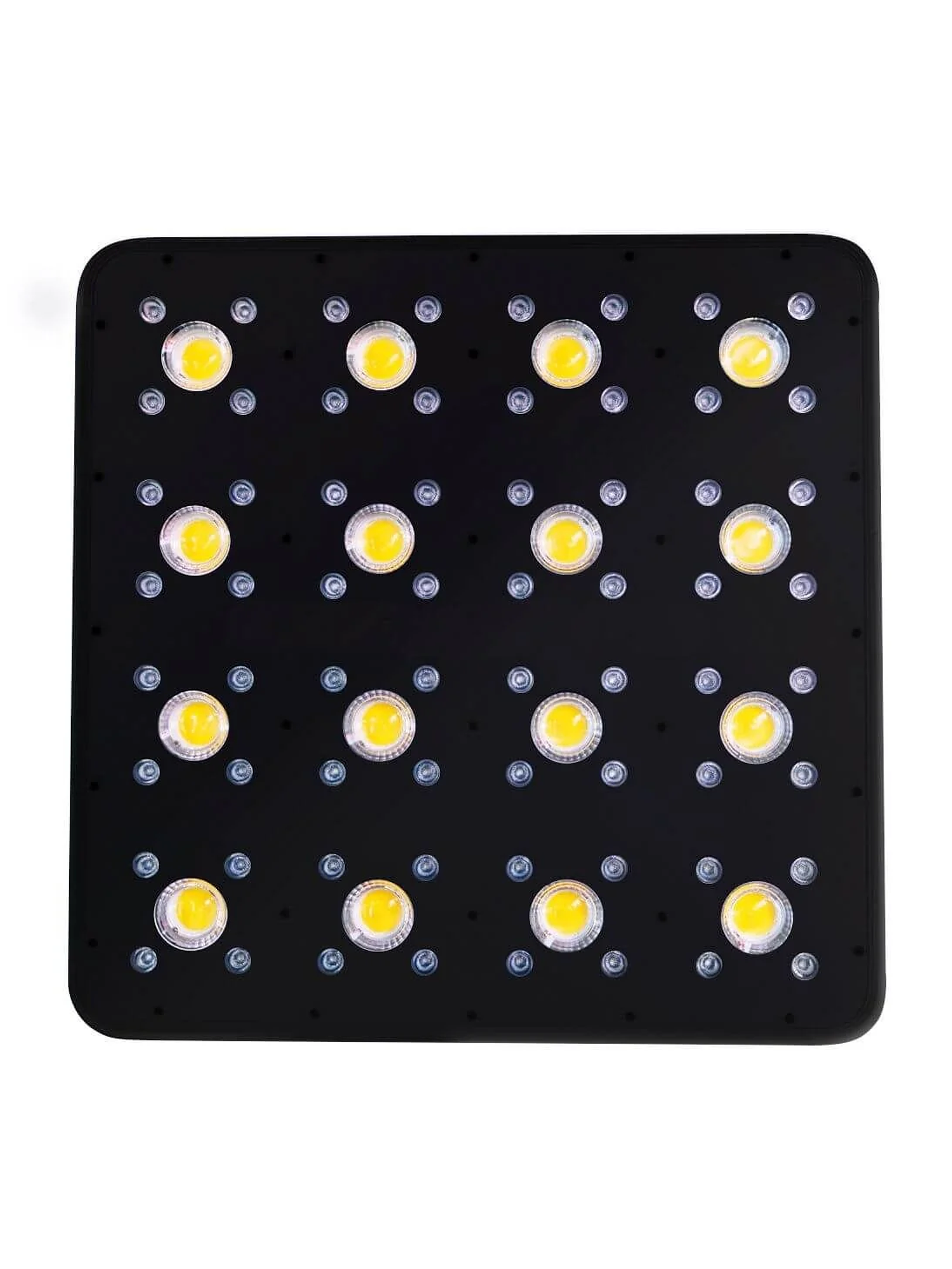 Apollo Evolution Pro 16 480W-Delight 3