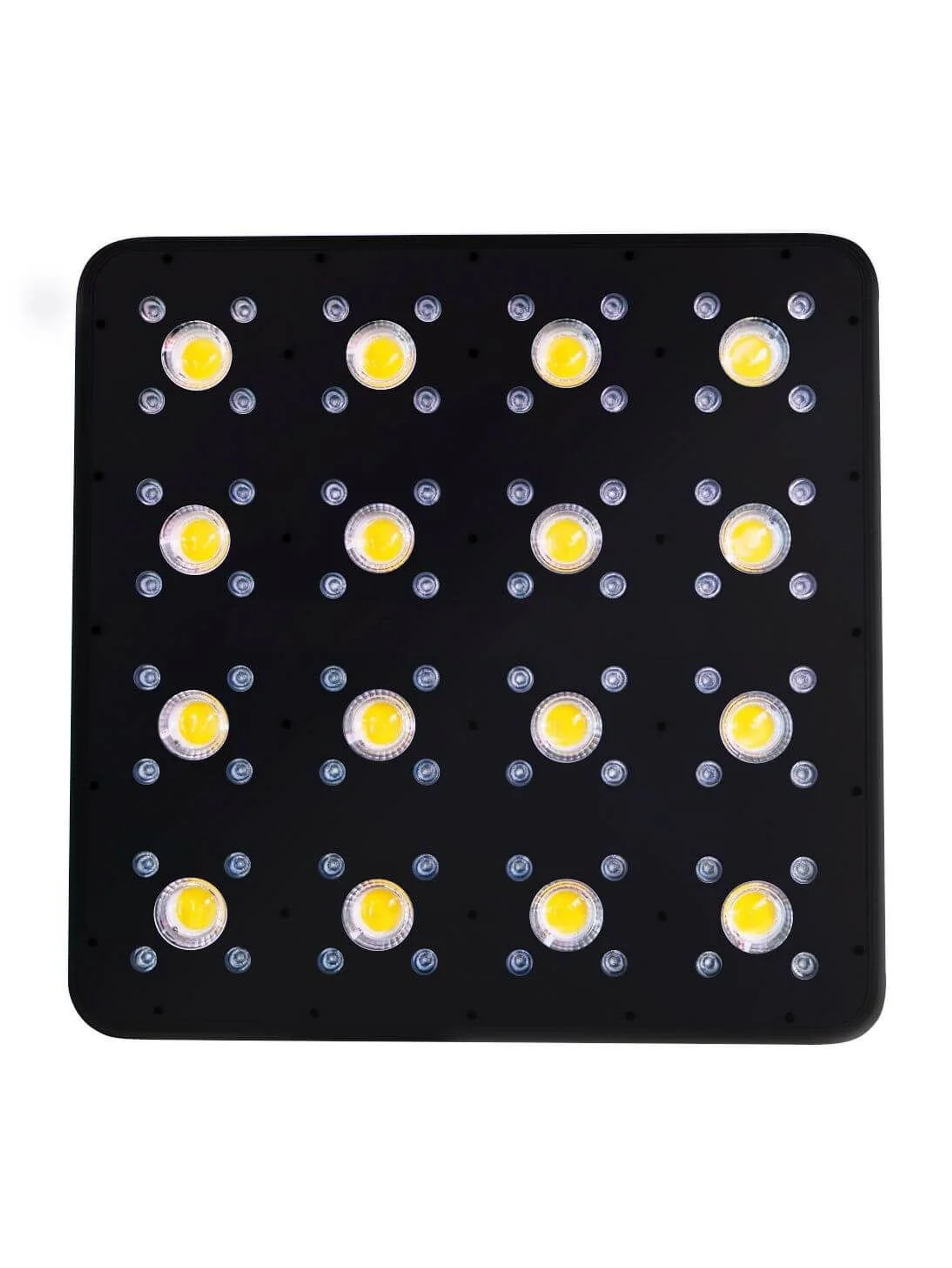 Apollo Evolution Pro 16 480W-Delight 3