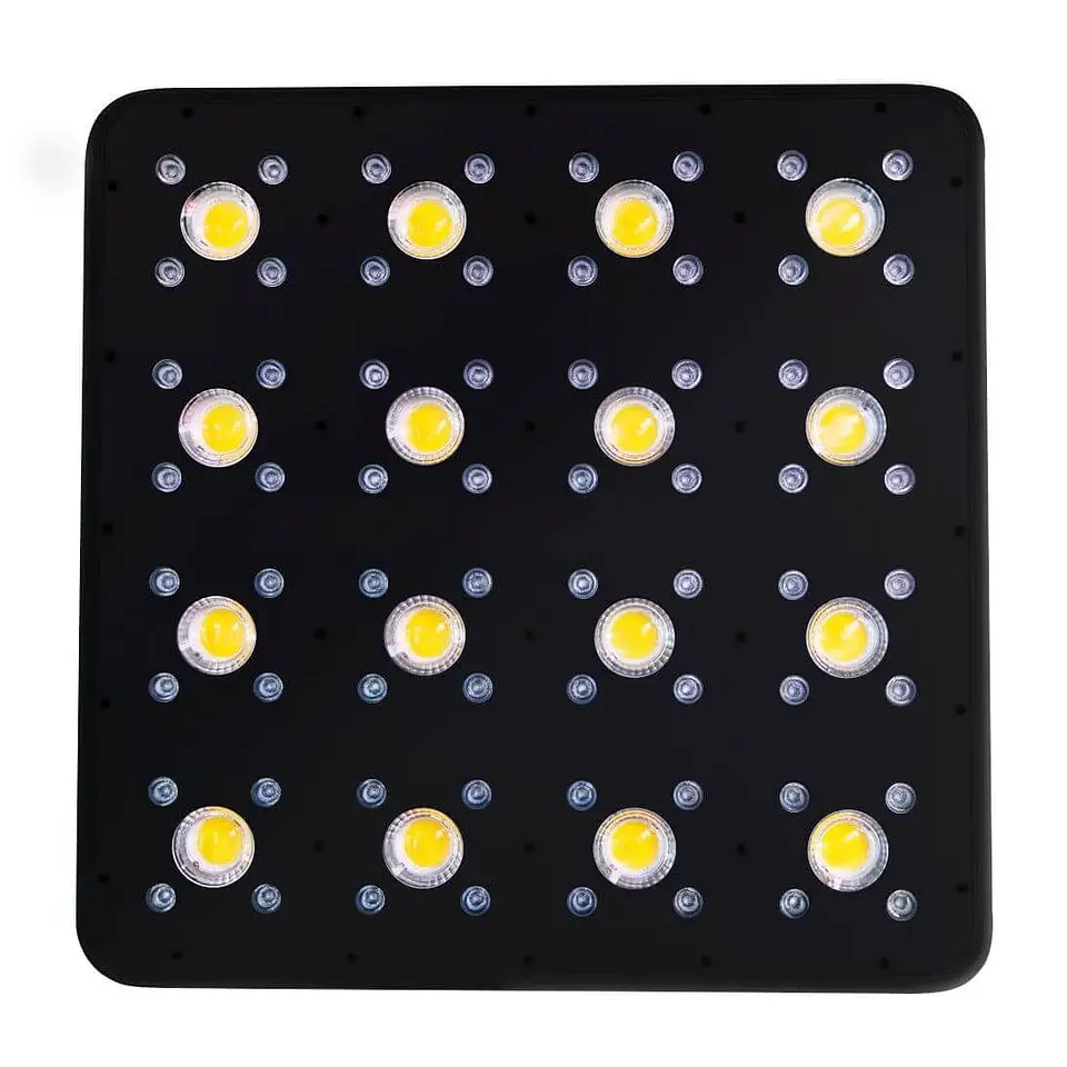 Apollo Evolution Pro 16 480W-Delight 3