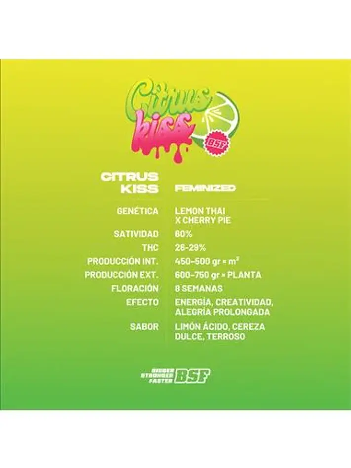 Citrus Kiss - Bsf (X12/X4/X2) 2
