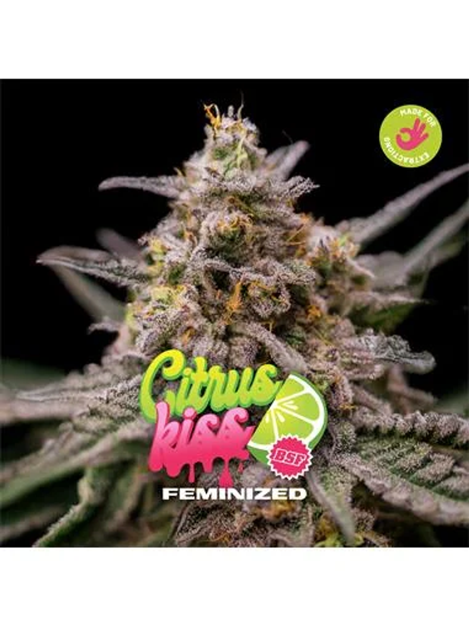 Citrus Kiss - Bsf (X12/X4/X2) 1