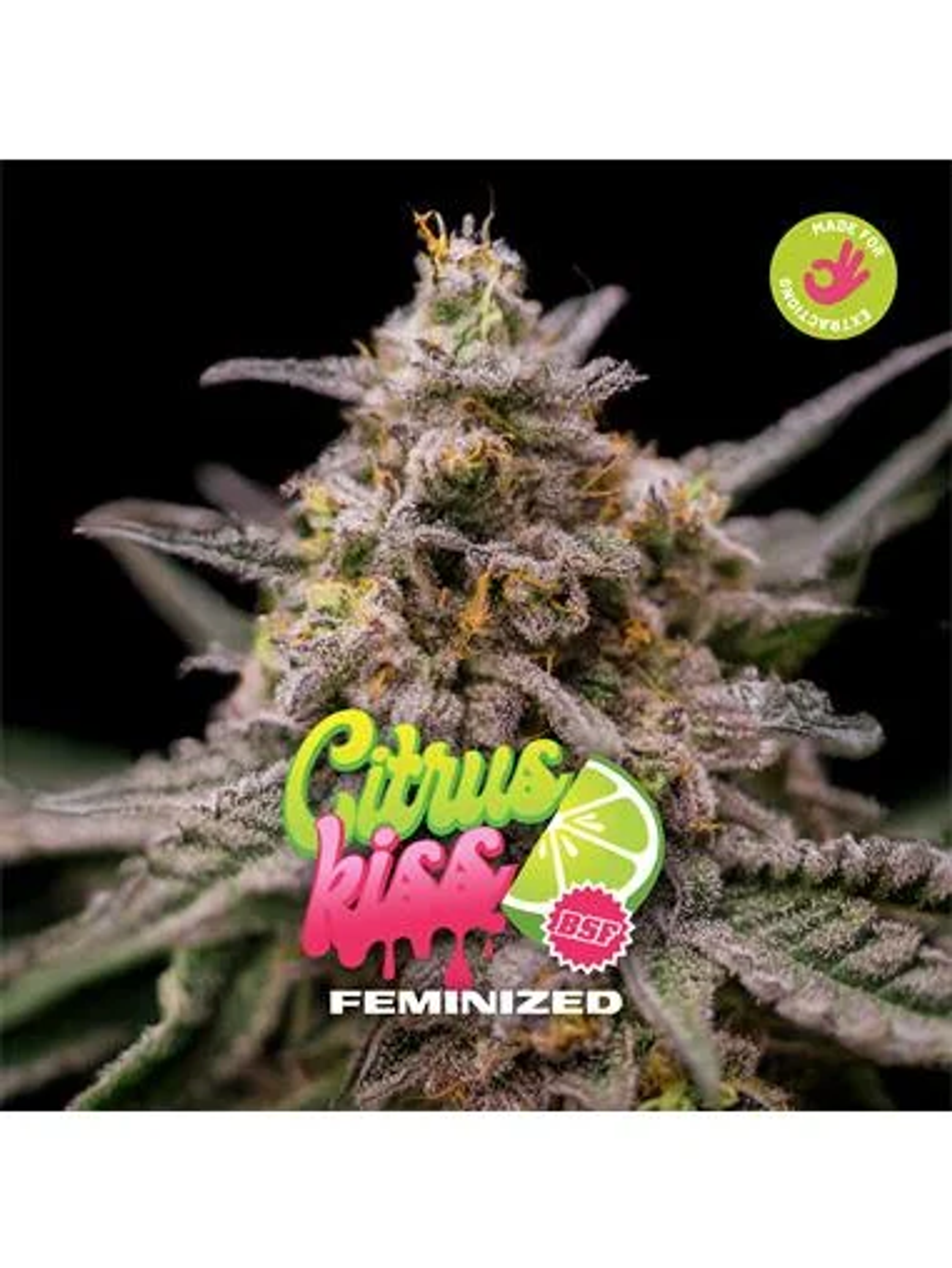 Citrus Kiss - Bsf (X12/X4/X2) 1