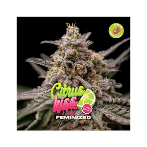 Citrus Kiss - Bsf (X12/X4/X2)