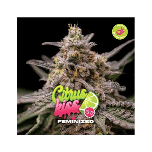 CITRUS KISS X2- BSF
