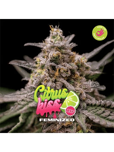 CITRUS KISS X2- BSF 1