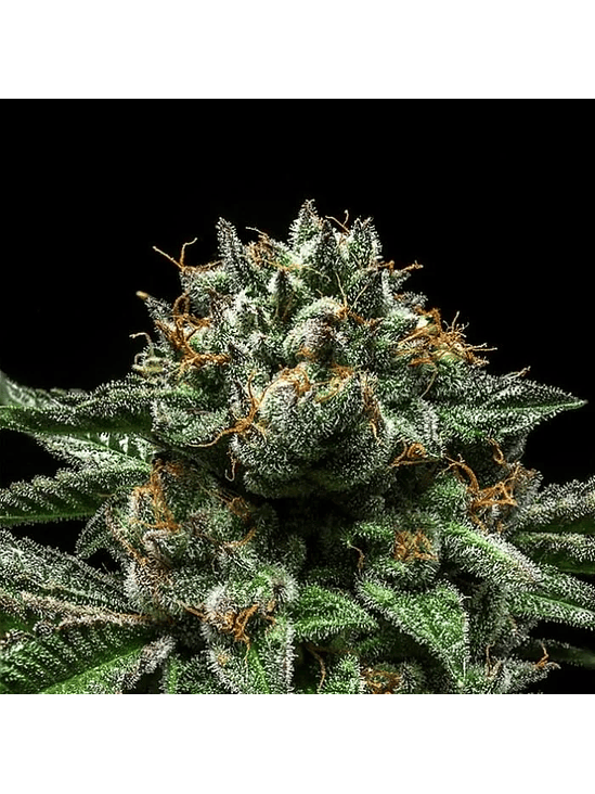 CHEMPIE FEM X3- RIPPER SEEDS 3