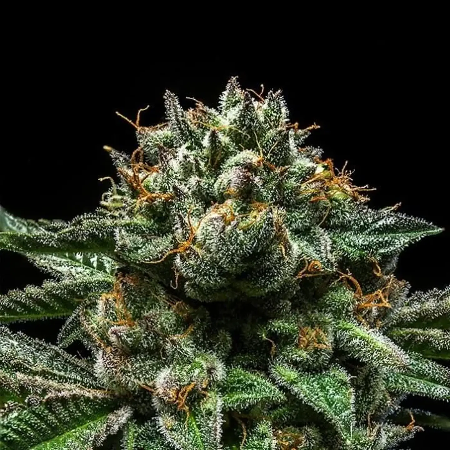 Chempie Fem X3- Ripper Seeds 3