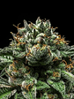 CHEMPIE FEM X3- RIPPER SEEDS - Miniatura 3
