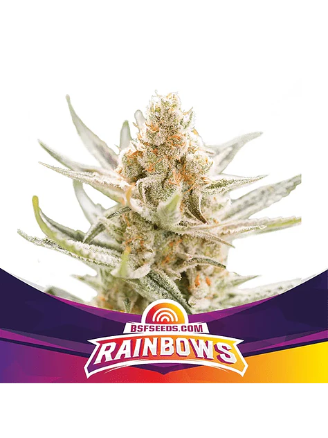 Rainbows  Fem X4 -Bsf 1