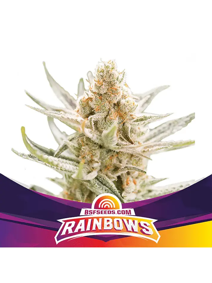 Rainbows  Fem X4 -Bsf 1