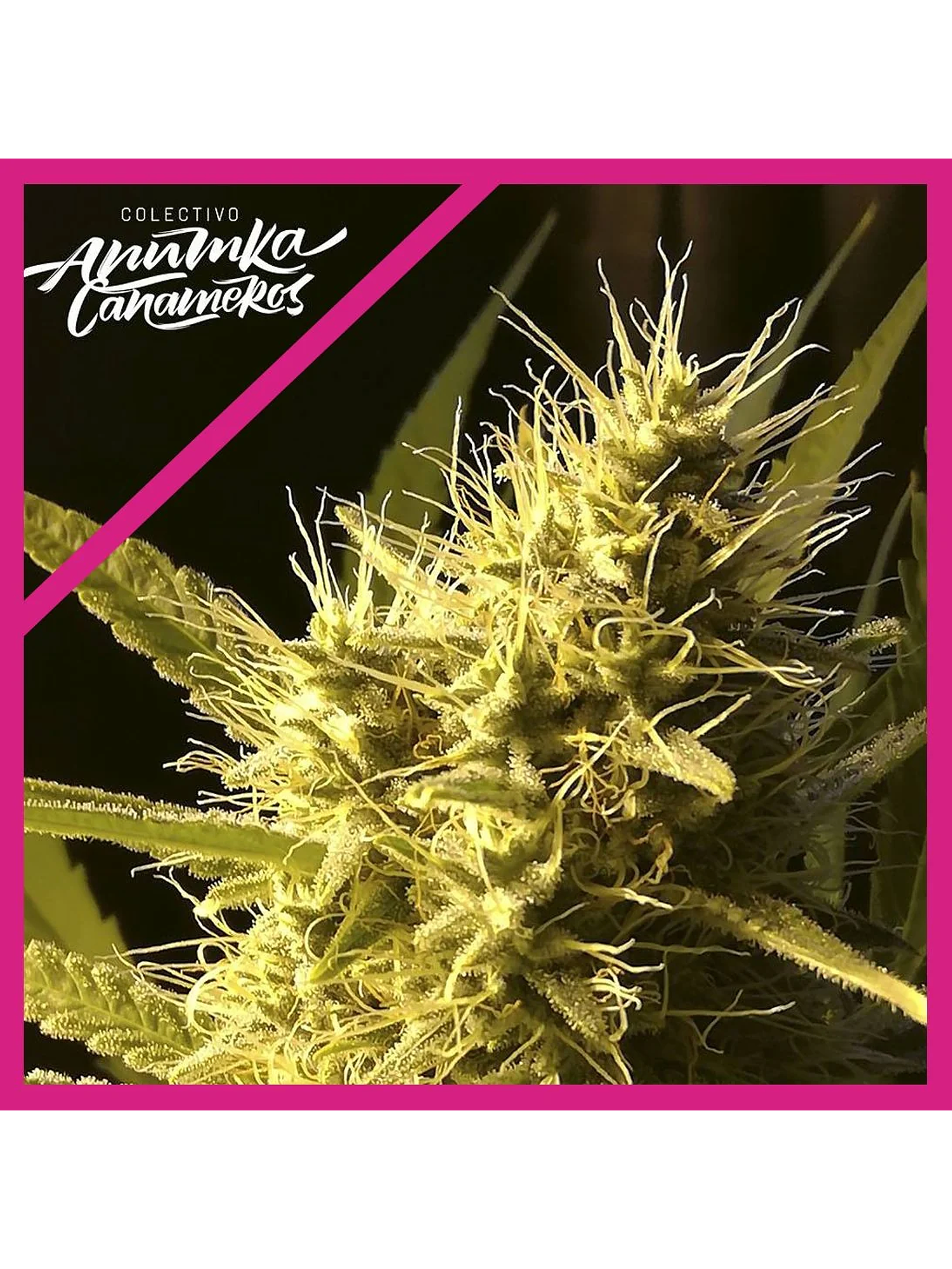 Black Domina A.C Fem X3-Anumka Cañameros 1