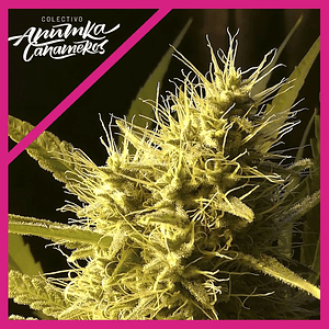 Black Domina A.C Fem X3-Anumka Cañameros