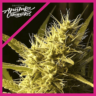 BLACK DOMINA A.C FEM X3-ANUMKA CAÑAMEROS