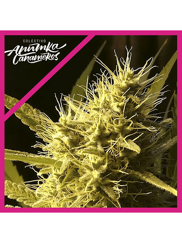 BLACK DOMINA A.C FEM X3-ANUMKA CAÑAMEROS 1