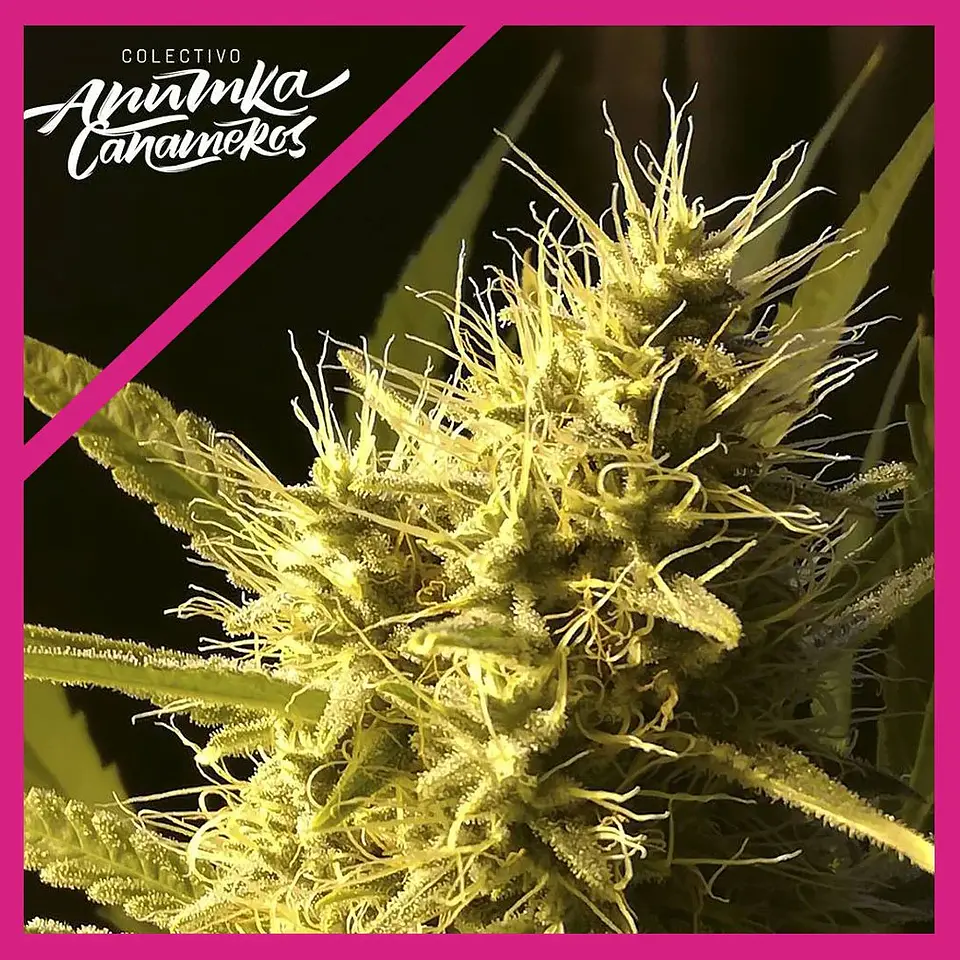 Black Domina A.C Fem X3-Anumka Cañameros 1