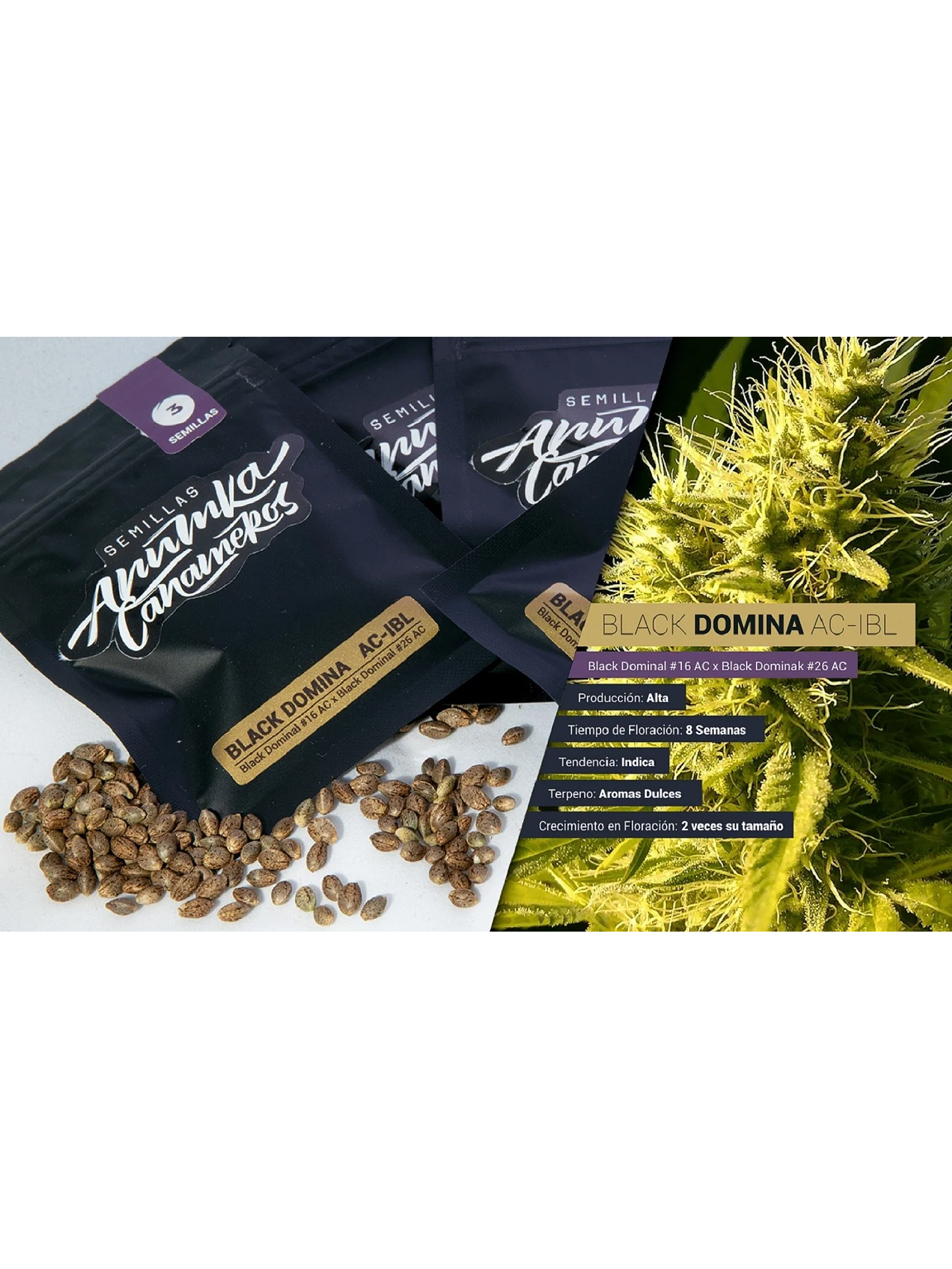 Black Domina A.C Fem X3-Anumka Cañameros 2