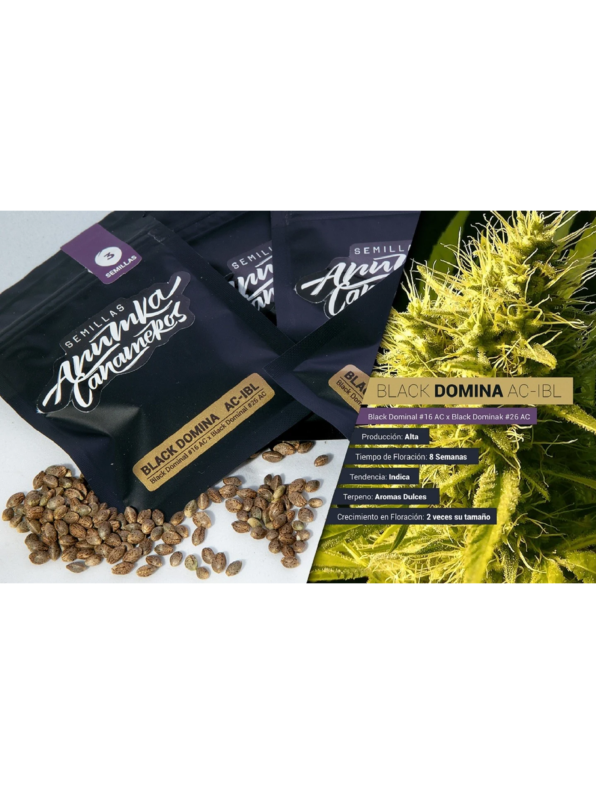 Black Domina A.C Fem X3-Anumka Cañameros 2