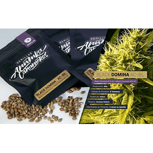 BLACK DOMINA A.C FEM X3-ANUMKA CAÑAMEROS